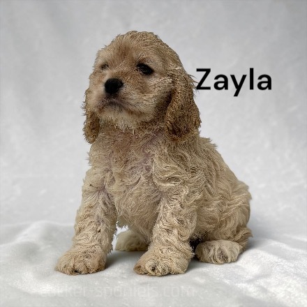 puppy, for, sale, Cocker Spaniel, Joe & Cherri  Overlease, dog, breeder, Miller, MO, dog-breeder, puppy-for-sale, forsale, nearby, find, puppyfind, locator, puppylocator, aca